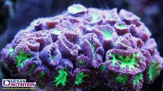 Ocean nutrition reef pulse  Blastomussa wellsi [upl. by Anoiek]