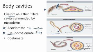 1326 Body Cavities  Acoelomates Pseudocoelomates and [upl. by Rizzi788]