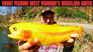 Trout Fishing West Virginias Wheeling Creek [upl. by Kolivas706]