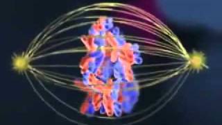 Biology Meiosis cell division [upl. by Ardnalahs]