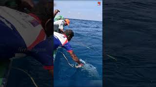 Big King Fish Caught Using Live Rainbow Runner Fish [upl. by Venu]