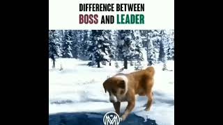 Difference Between Boss amp Leader Dog Video [upl. by Eriuqs726]