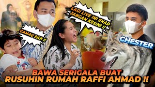 CHESTER SI SERIGALA GREBEK RUMAH RAFFI AHMAD DAN RANS ENTERTAINMENT  SEMUA KOCAR KACIR KETAKUTAN [upl. by Ellennej]