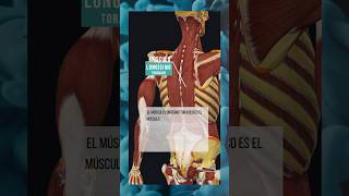 EL MÚSCULO LONGÍSIMO TORÁCICO anatomía músculo fisioterapia espalda anatomiafacil cuerpo [upl. by Llejk]