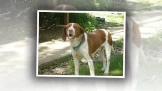 Mini Coonhound Dog breed [upl. by Ycal330]