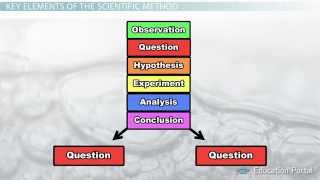 The Scientific Method Steps Terms and Examples [upl. by Turner]