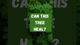 What Happens When You Add This Miracle Tree To Your Diet shorts moringa superfood [upl. by Ettennad]