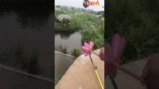 Anantapur National Park check Dam fish life [upl. by Adnwahsat]