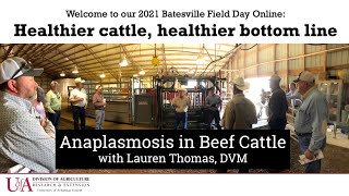 Anaplasmosis in Beef Cattle  with Lauren Thomas DVM Healthier Cattle Healthier Bottom Line [upl. by Anwat477]