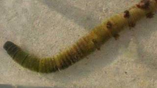 Arenicola Marina lug worm [upl. by Suivatal]