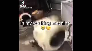 Toss your dirty shoes in my washing machine meme [upl. by Leahicm]