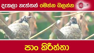 දැකලා නැත්තන් මෙන්න බලන්න පාං කිරිත්තා [upl. by Bowe760]