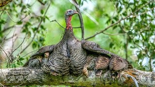 Peru Selvagem da América do Norte  Meleagris gallopavo silvestris [upl. by Tana316]