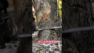 Copper core brushless lithium chainsawviralvideo youtubeshorts [upl. by Yerahcaz]