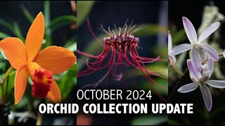 quotWhats in Bloomquot Orchid Collection Update  October 2024  End of Fall  EXPLOSION OF ORCHID BLOOMS [upl. by Esinek]