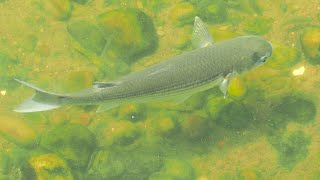 1130907 The flathead grey mullet feeding at WuDo reaches of Keelung River [upl. by Jecon]