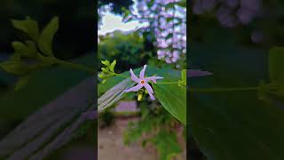 Raat Rani flower benefits trending plants trending garden viral video [upl. by Alvy612]