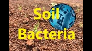 Soil Bacteria for Nitrification [upl. by Ik434]