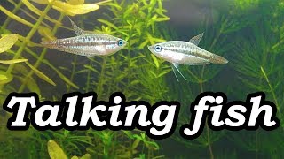 Real Talking Fish Sparkling Pygmy Gourami Croaking No filter No CO2 NO Ferts 5 Gallon Nano Tank [upl. by Willem595]