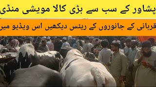 Peshawar kala maweshi Mandi  VIP bachro Ke rates  most expensive qurbani animal  season 2024 [upl. by Aissat511]