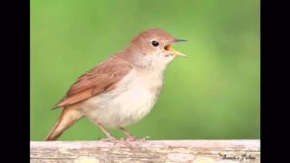 Common Nightingale singing at night The most beautiful bird song on earth [upl. by Maurie45]