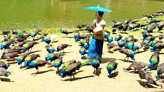 Peacock flying and peacock sound [upl. by Joslyn]