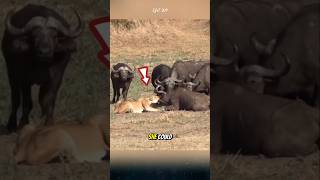 The herd of buffalo saved their friend from the lion buffalo lion animals [upl. by Ttezil]