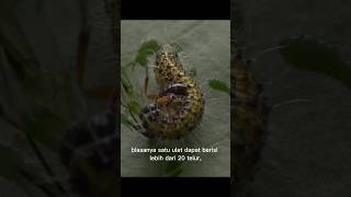 tawon parasitoid  cotesia glomerata shorts [upl. by Eugenle]