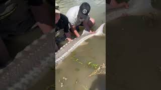 Sturgeon fishing on the Fraser River 🔥 sturgeon fishingtrip explore outdoors [upl. by Eliezer]