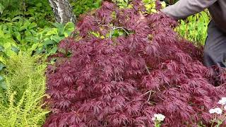 About Japanese maples [upl. by Ahkos]