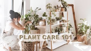 How To Care For Indoor Plants  GREENIFY YOUR SPACE [upl. by Malonis608]