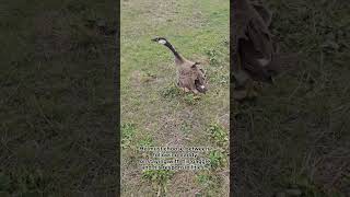 Hybrid Canada Pet Goose LOVES his daddy petgoose goose canadagoose animals geese farm love [upl. by Mond207]