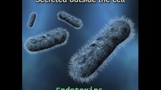 Endotoxins Vs Exotoxins [upl. by Asserac299]