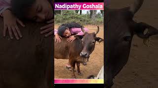 Goshala video farming animals india youtube dance viral trending [upl. by Eadmund]