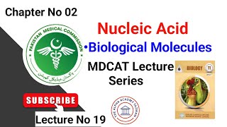 Nucleic Acid Class 11 Biology  Biological Molecules MDCAT  Lecture No 19  Nucleotide Biochemistry [upl. by Atinehs]