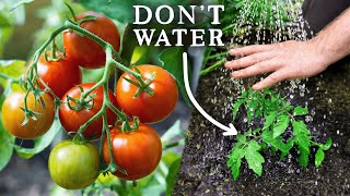 EASY Watering Trick for Amazing Tomato Harvests [upl. by Anegue]