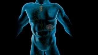 The Lymphatic System Part 1 [upl. by Ker]