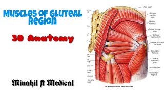 Muscles of Gluteal region  3D origin insertion [upl. by Herm]