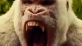 Albino Gorilla Roar 🦍 🔊 [upl. by Dennard]