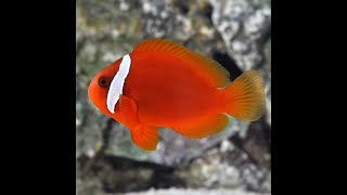 Amphiprion Frenatus Clownfish Bin3aiah Fishes [upl. by Nnayelsel]