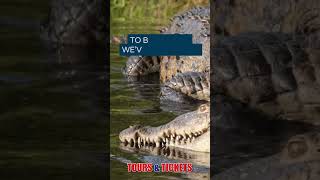 Crocodile Farm Tour in Hazyview 🐊  SOUTH AFRICA [upl. by Wakeen]