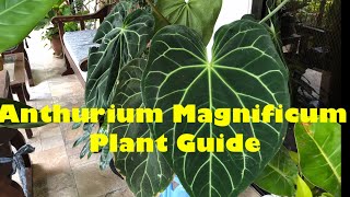 Anthurium Magnificum  How to Care Anthurium Magnificum [upl. by Ahsiekit]