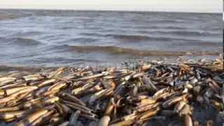 De Waddeneilanden en het Wad [upl. by Lerat408]