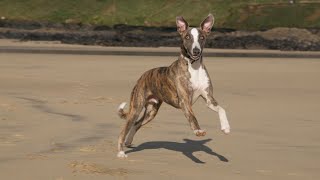 Train Your Whippet With Obedience Basics and Beyond [upl. by Honor]