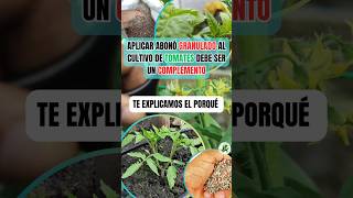 Aplicar abonos granulados al tomate debe ser un complemento y te explicamos el porqué hortalizas [upl. by Llehsyar]