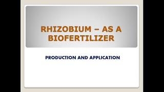 Rhizobium as a biofertilizer its production and application [upl. by Nnaeirelav]