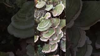 Green violet toothed polypore fungi fungus [upl. by Zamora936]