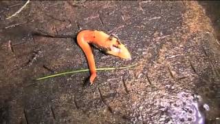 The Australian flatworm Australoplana sanguinea [upl. by Alexandre]