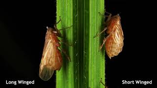 Brown Planthopper BPH in Paddy Cultivation [upl. by Rickard963]