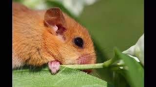 Dormouse Facts Interesting Facts about Dormouse [upl. by Dudden435]